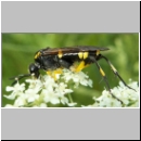 Macrophya montana - Blattwespe w04.jpg